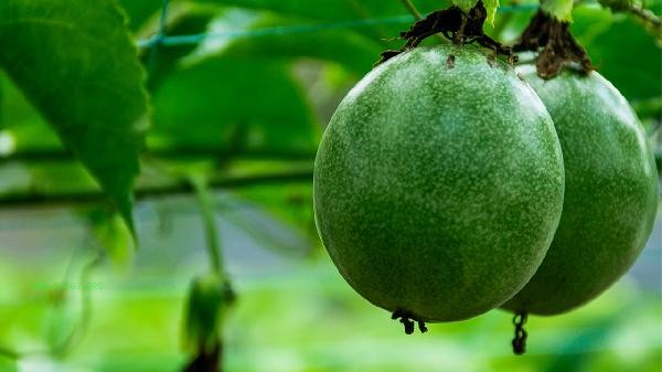 Will passion fruit lose nutrients when brewed with boiling water