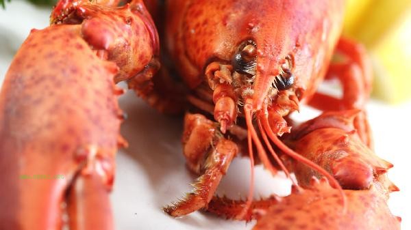 Why should lobster tails be eaten as little as possible