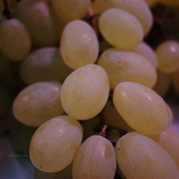 Is it important to eat 70 grapes at once