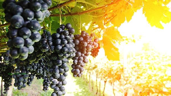 Should grapes be refrigerated or kept at room temperature