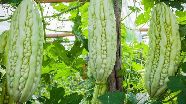 What are the benefits of boiling bitter melon water for drinking