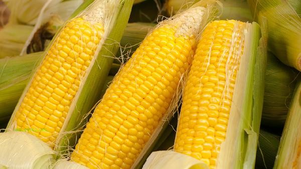 How long does sticky corn need to be cooked