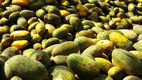 What does a ripe cantaloupe look like