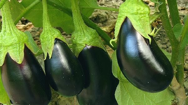 What is the difference between the shape and ellipse of eggplant gestational sac
