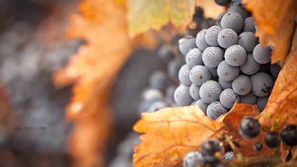 Do you still have Kyoho grapes in December