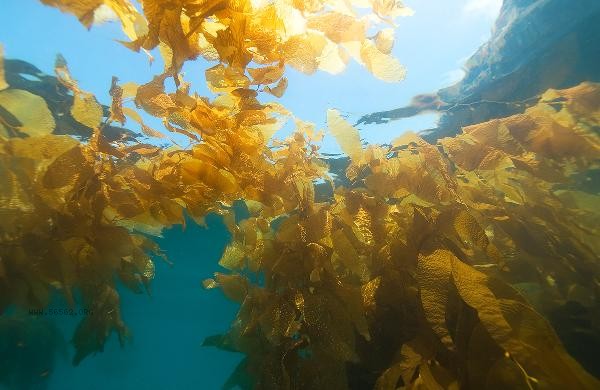 Can seaweed be eaten every day?