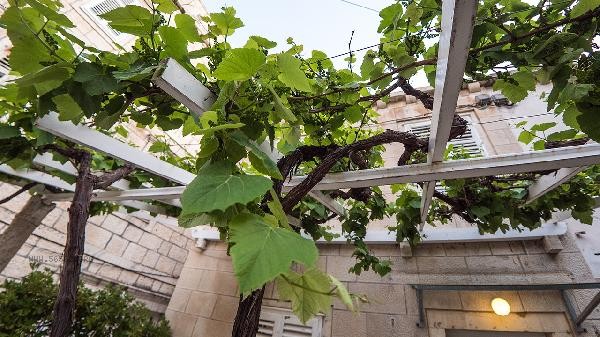 Is it true that a grapevine has multiple fruits