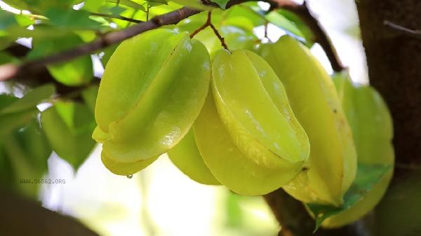 Can starfruit and sweet potatoes be eaten together