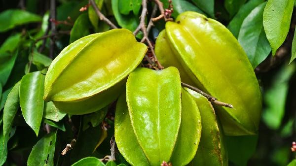 How to choose a sweeter starfruit