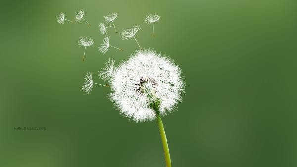 Can dandelions be eaten raw? efficacy