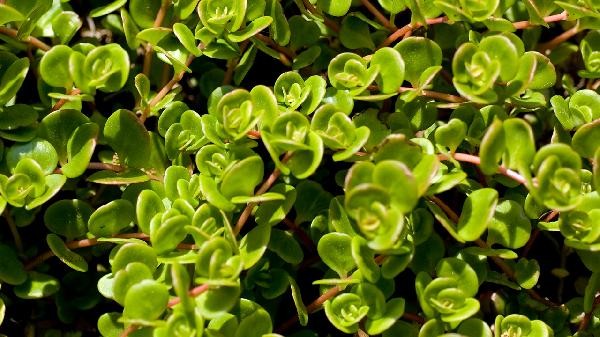 The consumption method of wild vegetable purslane