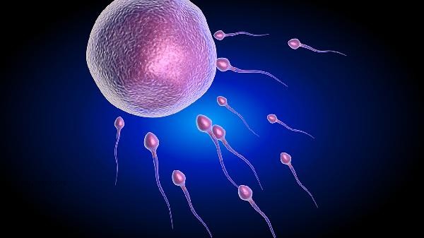 Can sperm be fertilized by hand