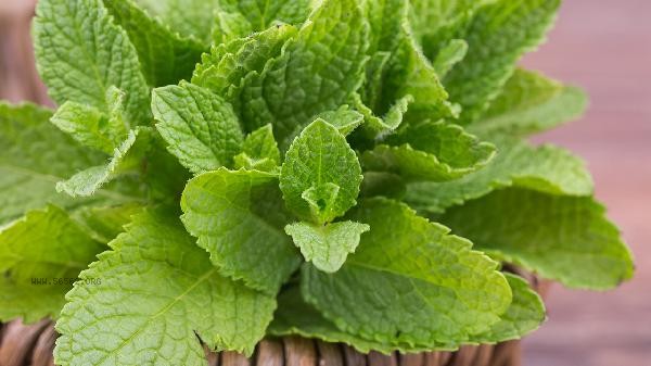 Peppermint pads were made with spicy ingredients