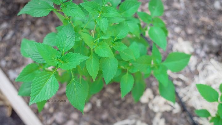 Women's endocrine disorders can lead to weight gain. Here are four tips to help you regulate it