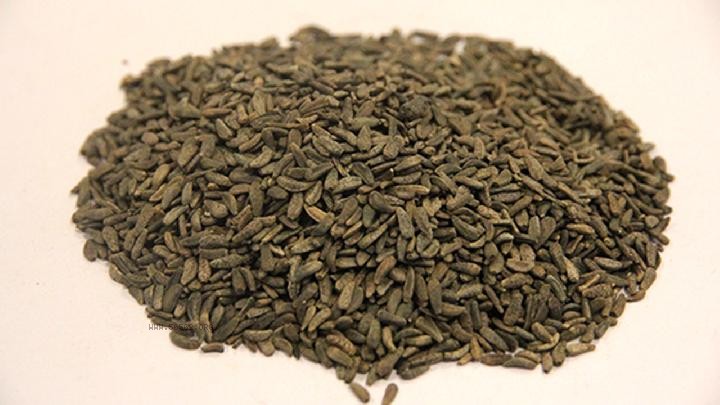 How long can burdock tea be consumed to lose weight