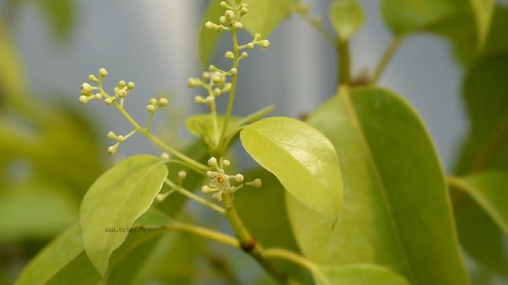 How to regulate bad breath, obesity, and heavy dampness