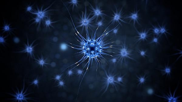 What does a high percentage of monocytes indicate