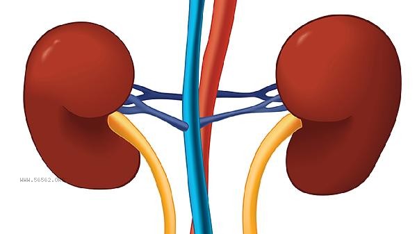 Can renal vascular stenosis cause high blood pressure