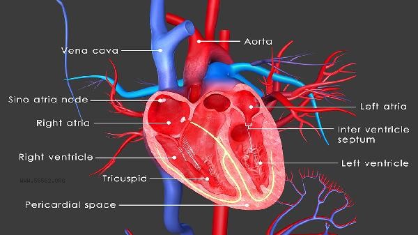 Is it necessary to do cardiovascular angiography