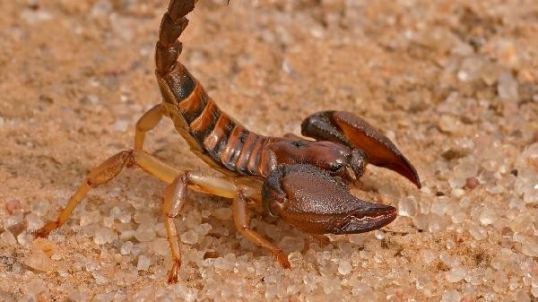 Strike the best animal in a daze