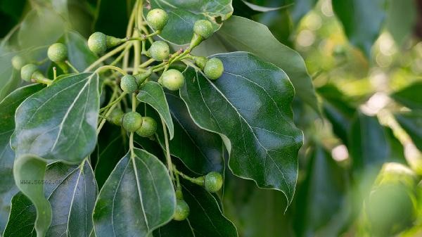 What is the animal that turns swords into jade