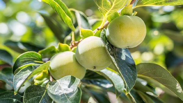 How to make persimmons not astringent