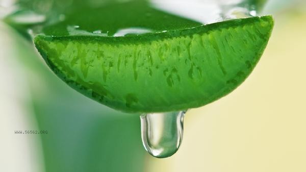 Do I need to wash my face when applying aloe vera gel due to dehydration