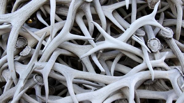 How to take deer antlers with great efficacy