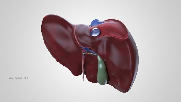 Should liver ultrasound be performed for high levels of alpha fetoprotein