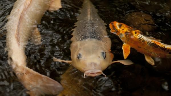 Do I need to remove the white color on the hairtail