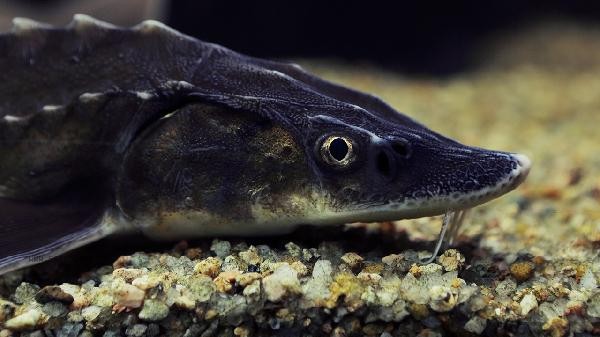 Do you need to scrape off the white phosphorus in hairtail