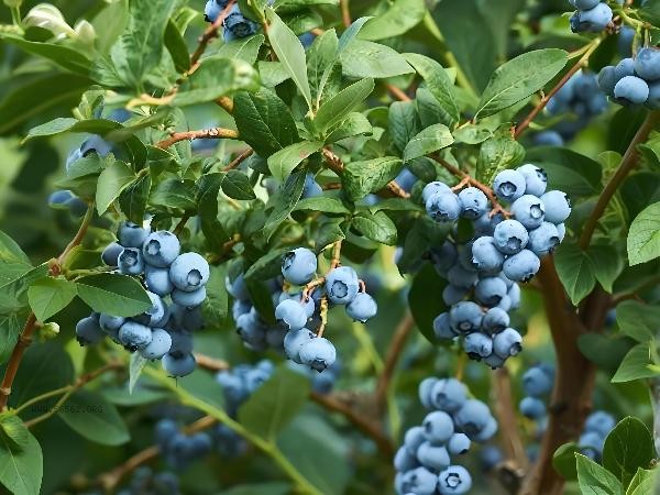 Do blueberries sink or float in water