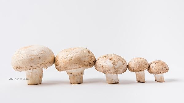 Five methods for identifying poisonous mushrooms