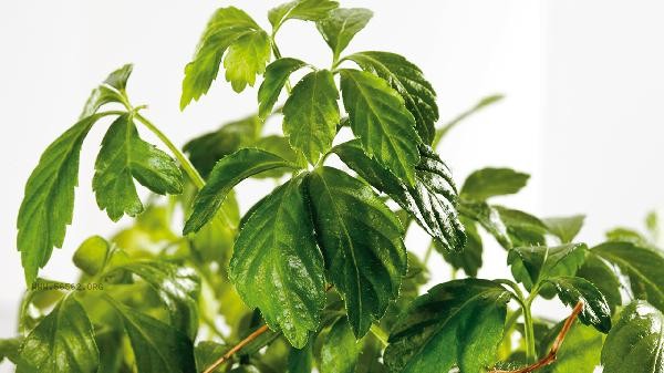 Can the efficacy and function of Gynostemma pentaphyllum help with weight loss