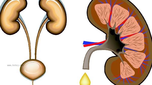 How to treat renal hamartoma with traditional Chinese medicine