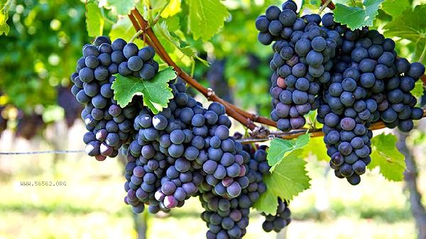Should starch or flour be used for washing grapes