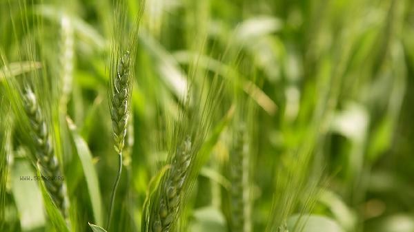 The benefits of women eating wheat germ