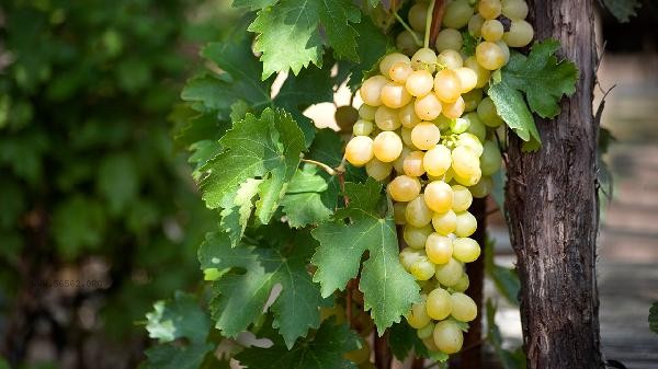 What are the benefits and drawbacks of eating grape skins