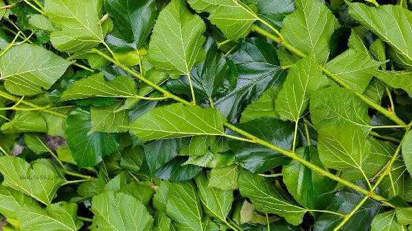 How to soak mulberry leaves in water and drink to lose weight